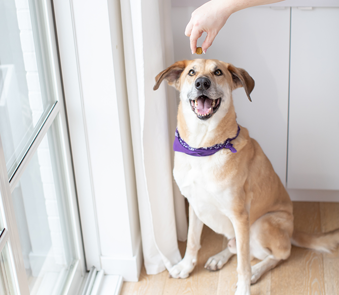 Comprimés à mâcher pour la santé des hanches et des articulations des chiens