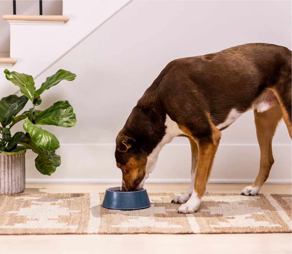 Croquettes pour chien Homestead à la dinde et aux céréales anciennes