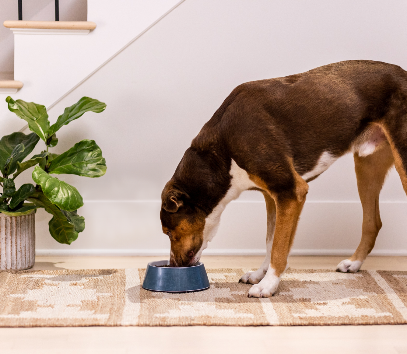 Grass-Fed Beef & Ancient Grains Dog Kibble