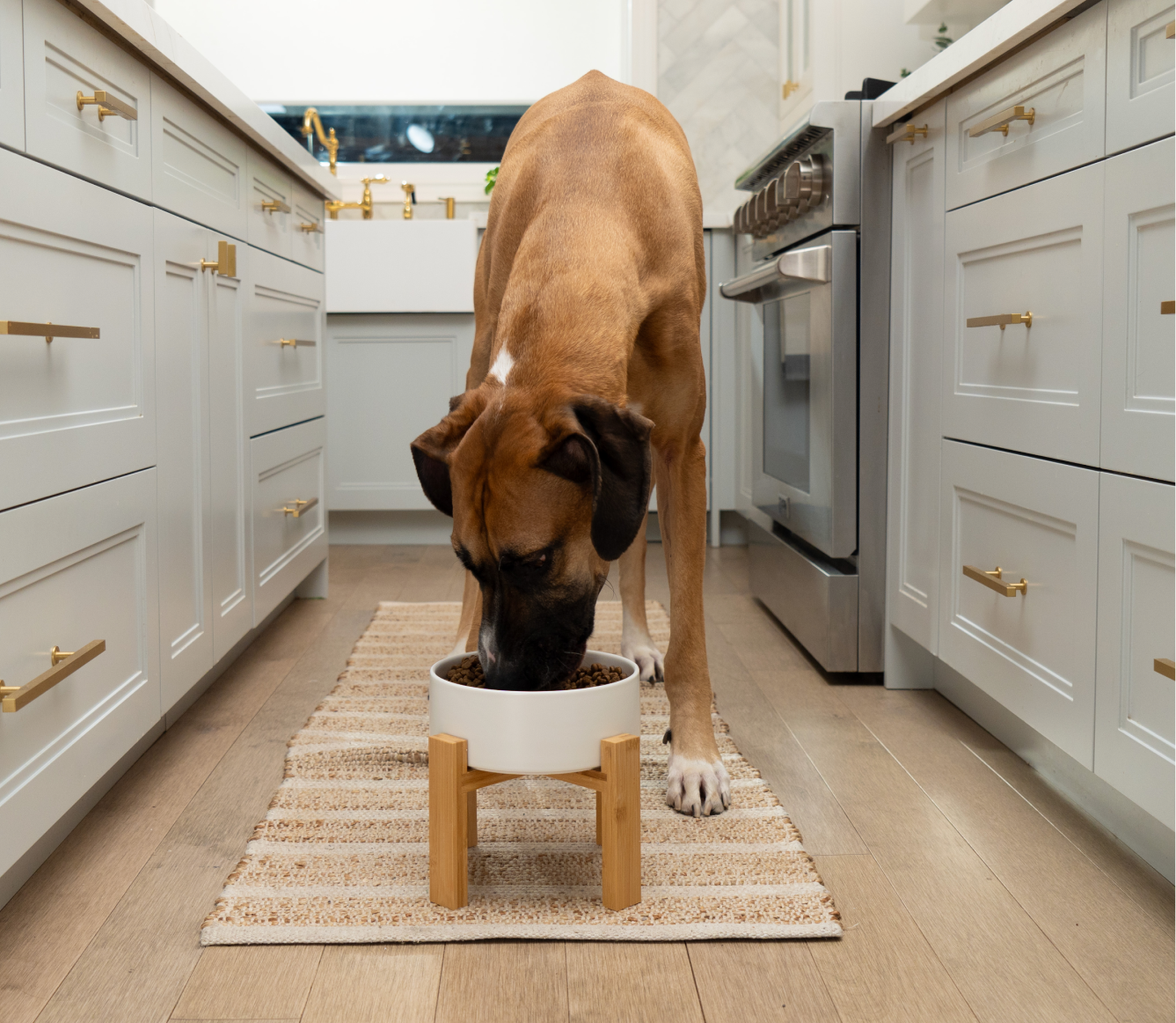Croquettes pour chiens Goodbowl™ Harvest au poulet et au riz brun