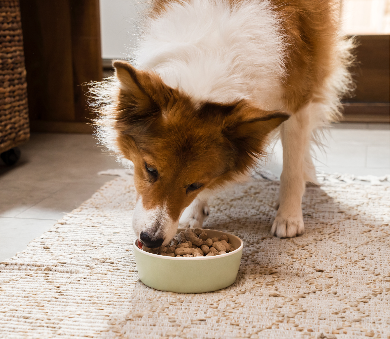 Grass-Fed Beef Freeze Dried Raw Morsels for Dogs